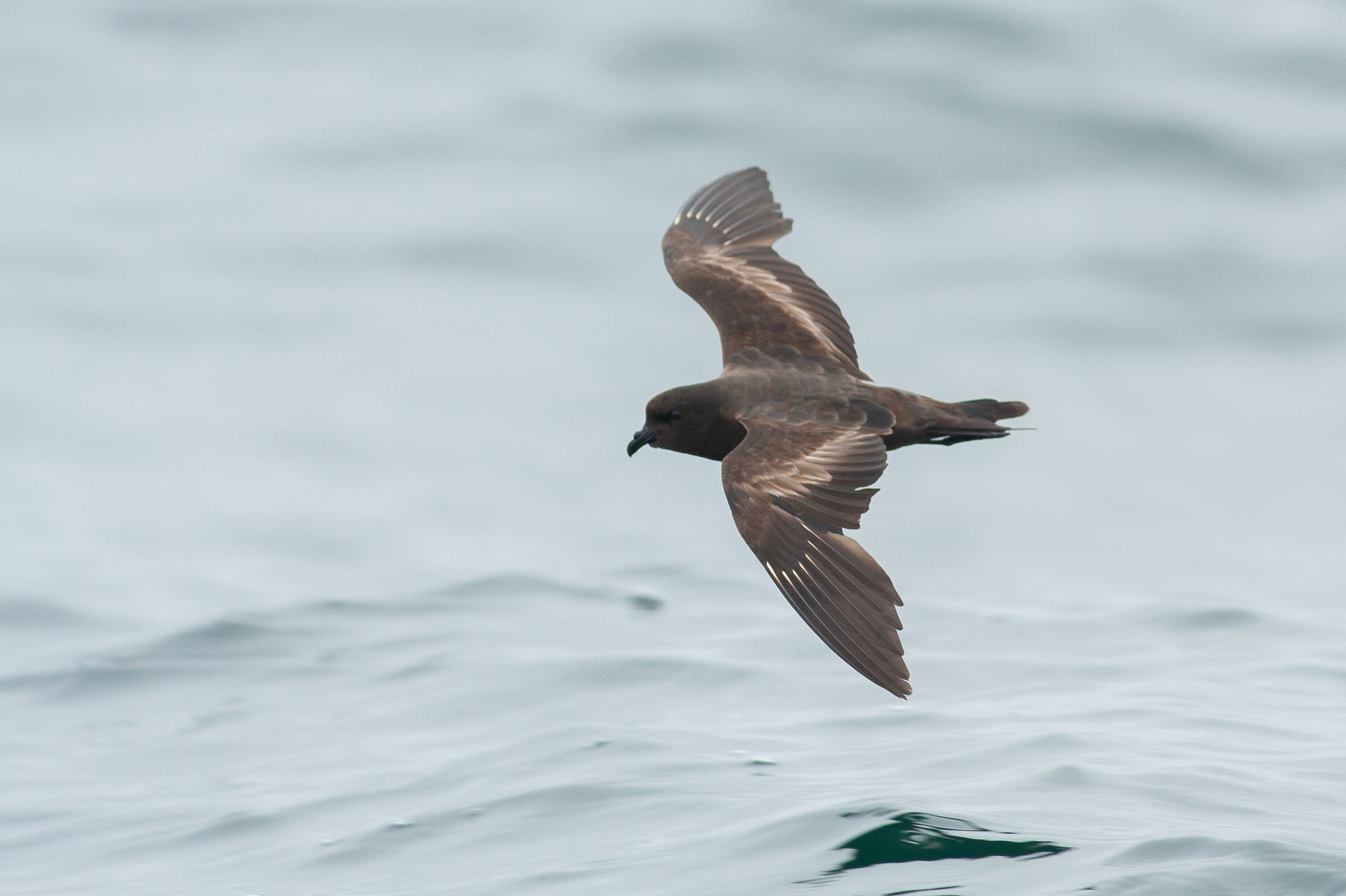 Black StormPetrel Audubon Field Guide